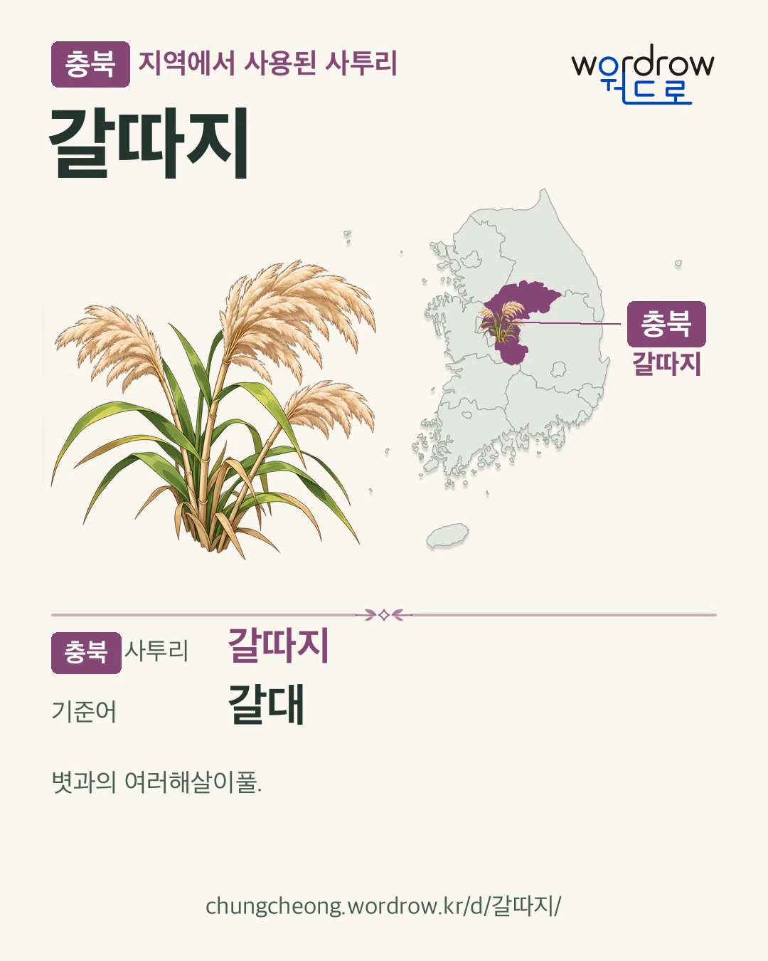 충북 지역에서 사용된 사투리 ‘갈따지’. 기준어: 갈대. 기록 지역을 표시한 카툰 삽화와 지도 카드.