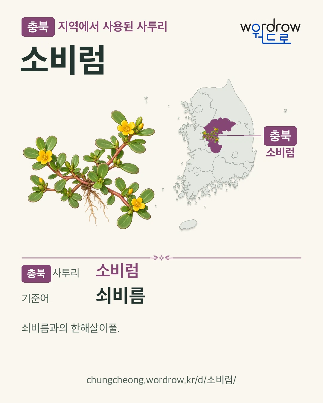 충북 지역에서 사용된 사투리 ‘소비럼’. 기준어: 쇠비름. 기록 지역을 표시한 카툰 삽화와 지도 카드.