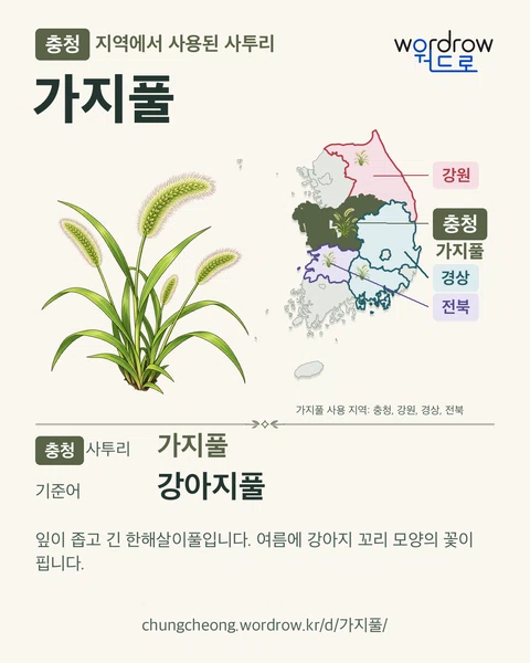 충청 지역에서 사용된 사투리 ‘가지풀’. 기준어: 강아지풀. 기록 지역을 표시한 카툰 삽화와 지도 카드.