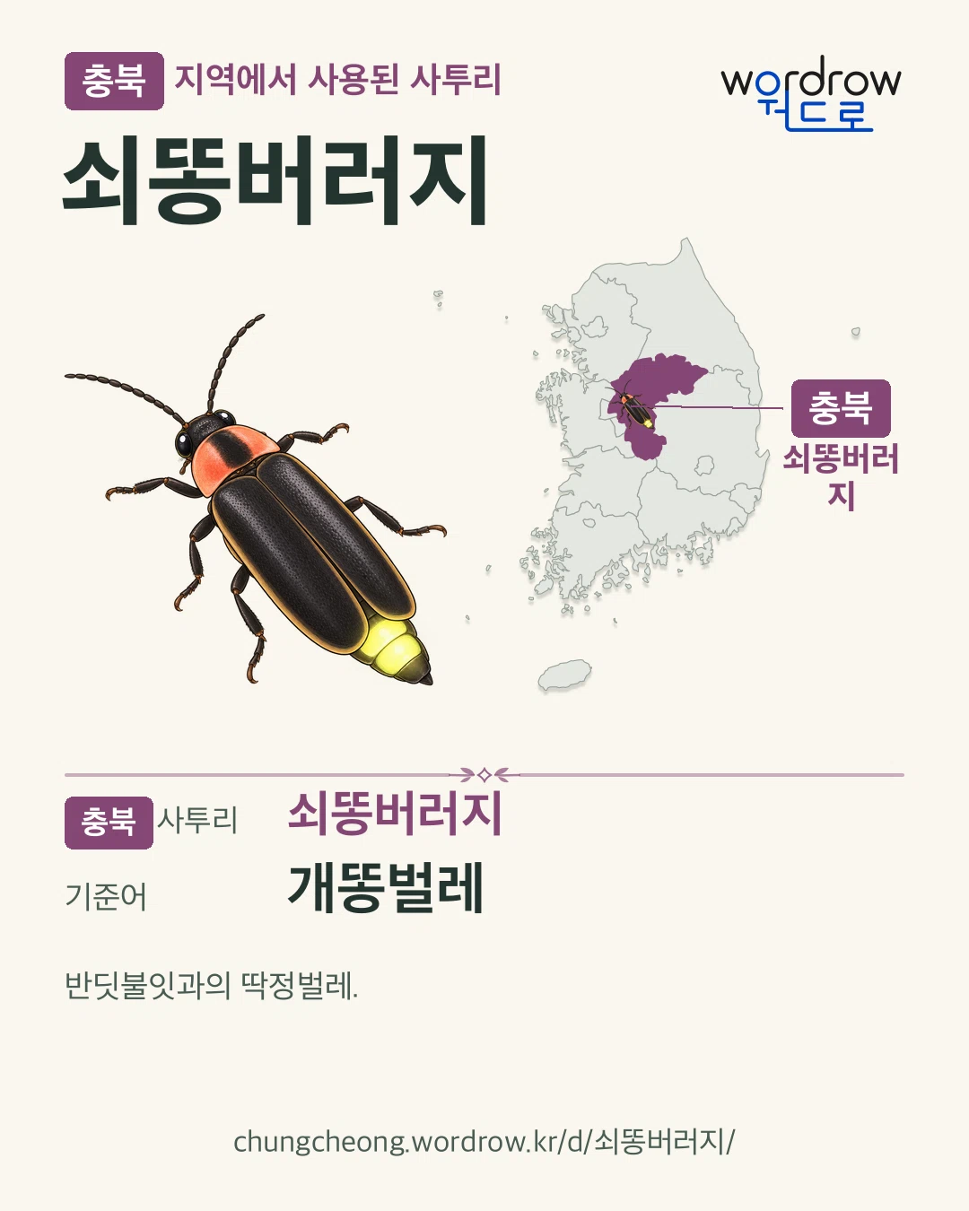충북 지역에서 사용된 사투리 ‘쇠똥버러지’. 기준어: 개똥벌레. 기록 지역을 표시한 카툰 삽화와 지도 카드.