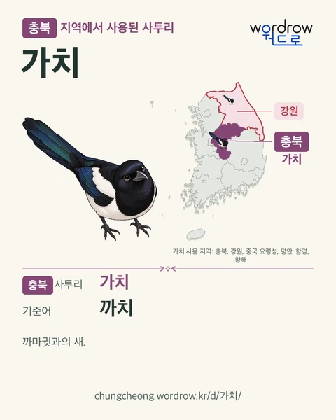 충북 지역에서 사용된 사투리 ‘가치’. 기준어: 까치. 기록 지역을 표시한 카툰 삽화와 지도 카드.