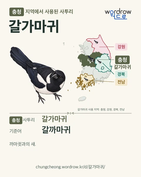 충청 지역에서 사용된 사투리 ‘갈가마귀’. 기준어: 갈까마귀. 기록 지역을 표시한 카툰 삽화와 지도 카드.