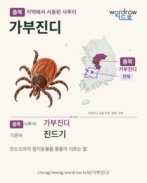 충북 지역에서 사용된 사투리 ‘가부진디’. 기준어: 진드기. 기록 지역을 표시한 카툰 삽화와 지도 카드.