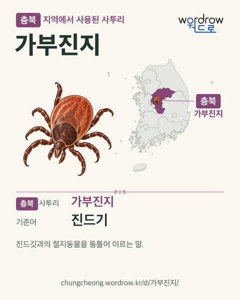충북 지역에서 사용된 사투리 ‘가부진지’. 기준어: 진드기. 기록 지역을 표시한 카툰 삽화와 지도 카드.