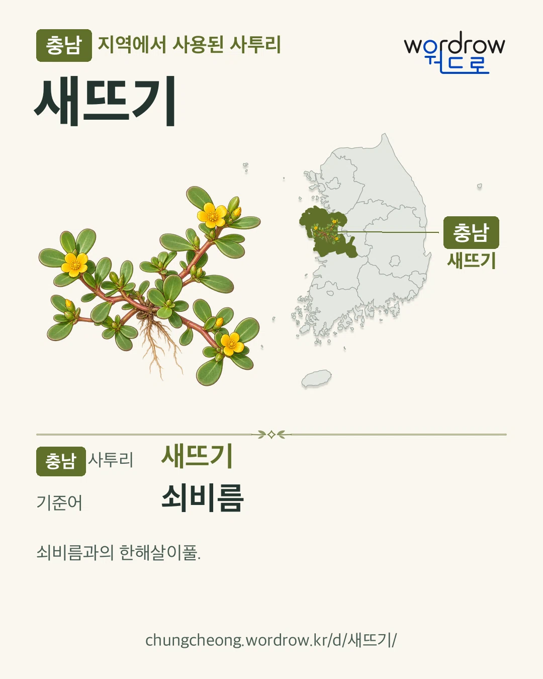충남 지역에서 사용된 사투리 ‘새뜨기’. 기준어: 쇠비름. 기록 지역을 표시한 카툰 삽화와 지도 카드.