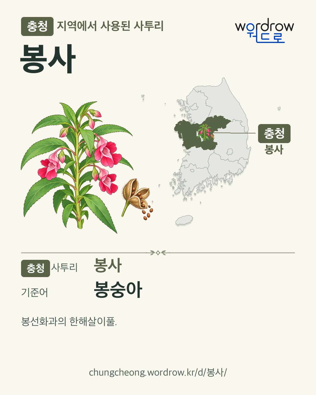충청 지역에서 사용된 사투리 ‘봉사’. 기준어: 봉숭아. 기록 지역을 표시한 카툰 삽화와 지도 카드.
